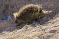 Wild Porcupine in Pawnee Buttes Colorado Royalty Free Stock Photo