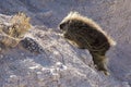 Wild Porcupine in Pawnee Buttes Colorado Royalty Free Stock Photo