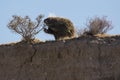 Wild Porcupine in Pawnee Buttes Colorado Royalty Free Stock Photo