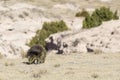 Wild Porcupine in Pawnee Buttes Colorado Royalty Free Stock Photo