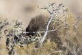 Wild Porcupine in Pawnee Buttes Colorado Royalty Free Stock Photo