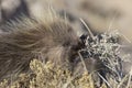 Wild Porcupine in Pawnee Buttes Colorado Royalty Free Stock Photo