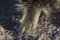 Wild Porcupine in Pawnee Buttes Colorado Royalty Free Stock Photo