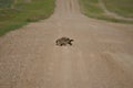 Wild porcupine walking across dirt road