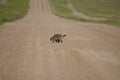 Wild porcupine walking across dirt road