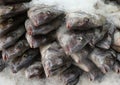 Wild Porgies on ice at fish market