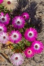 Wild Portulaca Flowers of South Africa Royalty Free Stock Photo