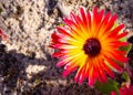 Wild Portulaca Splendour of south western Cape, south Africa Royalty Free Stock Photo