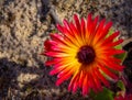 Wild Portulaca Splendour of south western Cape, south Africa Royalty Free Stock Photo