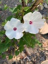 Wild Potato Vine Flowers Royalty Free Stock Photo