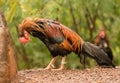 Wild poultry on Kauai soaking wet after rain storm