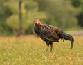 Wild poultry on Kauai soaking wet after rain storm