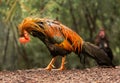 Wild poultry on Kauai soaking wet after rain storm