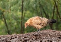 Wild poultry on Kauai soaking wet after rain storm