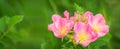 Wild praire rose panoramic Royalty Free Stock Photo