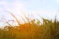 Wild prairie grass growing in the park. Wild prairie grass in sunlight. Green rass background. Green grass texture.