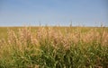 Wild Prairie Grasses Growing on the Plains