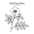 Wild prairie rose Rosa arkansana , ornamental plant Royalty Free Stock Photo