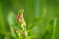 Wild prairie rosebuds - Rosa arkansana Royalty Free Stock Photo