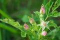 Wild prairie rosebuds - Rosa arkansana Royalty Free Stock Photo