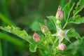 Wild prairie rosebuds - Rosa arkansana