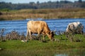 Wild prairy cows eating grass in pasture Royalty Free Stock Photo