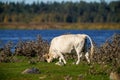 Wild prairy cows eating grass in pasture Royalty Free Stock Photo