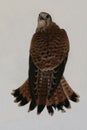 A wild, predatory bird. common Kestrel Royalty Free Stock Photo