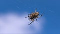 Wild predatory spider on web. Creative. Large spider on web on background of blue sky. Spider sits on web in summer Royalty Free Stock Photo