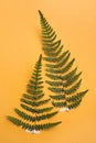 Wild pressed dried fern leaves on orange background. Beautiful herbarium