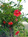 Wild Pretty Red hibiscus flower