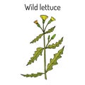 Wild, or prickly lettuce Lactuca serriola , medicinal plant Royalty Free Stock Photo