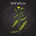 Wild, or prickly lettuce Lactuca serriola , medicinal plant Royalty Free Stock Photo