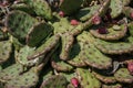 Wild Prickly Pear Cactus, Opuntia in spring. Crimea