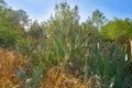 Wild prickly pear in nopal plant in Mediterranean