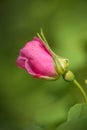 Wild Prickly Rose with a Bokeh