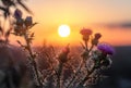 Wild, Prickly thistle flower blooming during sunrise