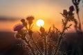 Wild, Prickly thistle flower blooming during sunrise Royalty Free Stock Photo