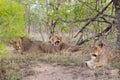 Wild Pride of lions in national Kruger Park in UAR