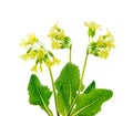 Wild primroses