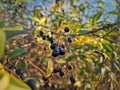 Wild Privet black color berries. Closeup Ligustrum vulgare poisonous bush fruits Royalty Free Stock Photo