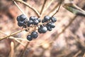 Wild privet black dry berries on leafless branch on brown background