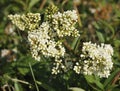 Wild Privet flowers Royalty Free Stock Photo