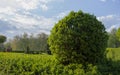 Wild Privet Ligustrum hedge nature texture A sample of topiary art Royalty Free Stock Photo