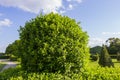 Wild Privet Ligustrum hedge nature texture A sample of topiary art Royalty Free Stock Photo