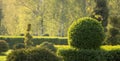 Wild Privet Ligustrum hedge nature texture A sample of topiary art Royalty Free Stock Photo