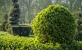 Wild Privet Ligustrum hedge nature texture A sample of topiary art Royalty Free Stock Photo