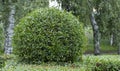 Wild Privet Ligustrum hedge nature texture A sample of topiary art Royalty Free Stock Photo
