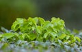 Wild Privet Ligustrum hedge nature texture A sample of topiary art Royalty Free Stock Photo