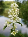 Wild privet (Ligustrum vulgare)